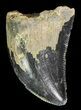 Serrated Theropod Tooth - Alberta (Disposition #-) #67628-1